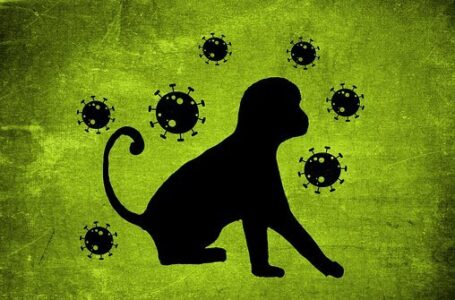 Оспа обезьян: в Бразилии и Испании появились первые смертельные случаи за пределами Африки